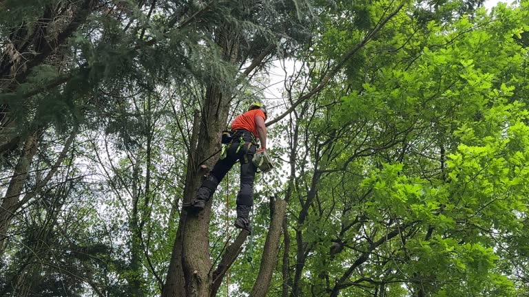 Leaf Removal in Whitewater, CA